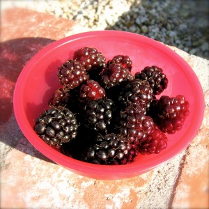 bowl of blackberries